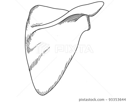 Back of scapula 93353644