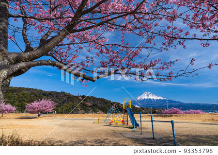 Cherry blossom park and Mount Fuji 93353798