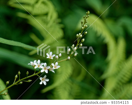 Primrose Numatoranoo Primrose Numatoranoo 93354115