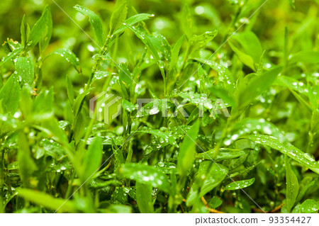 Juicy lush green grass on meadow with drops of water dew in morning light in spring summer outdoors close-up macro, panorama. Beautiful artistic image of purity and freshness of nature, copy space Juicy lush green grass on meadow with drops of water dew in morning light in spring summer outdoors close-up macro, panorama. Beautiful artistic image of purity and freshness of nature, copy space 93354427