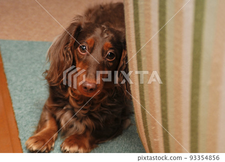 A brown miniature dachshund peeking out of the shadows A brown miniature dachshund peeking out of the shadows 93354856