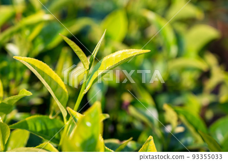 Close-up photograph of tender fresh tea bud and leaves 93355033