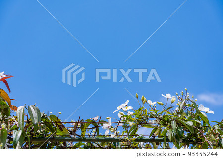 蔚藍的天空中閃閃發光的白色鐵絲花 93355244