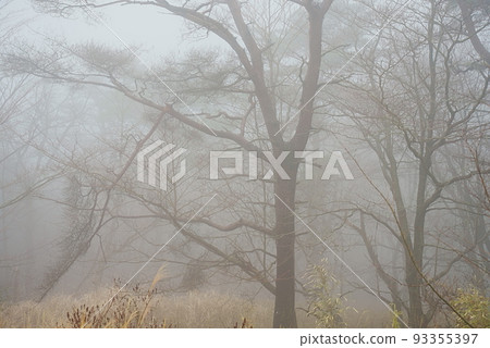 森林裡的霧 93355397