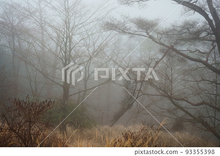 image of dense fog forest image of dense fog forest 93355398