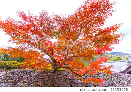 Autumn Leaves Kyoto Sanzenin Autumn Excursion Hiking Momiji Momiji 93355976