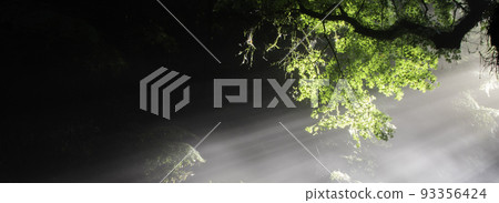 在明亮的葉子上閃耀的光芒 93356424