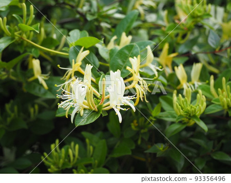 Honeysuckle 93356496