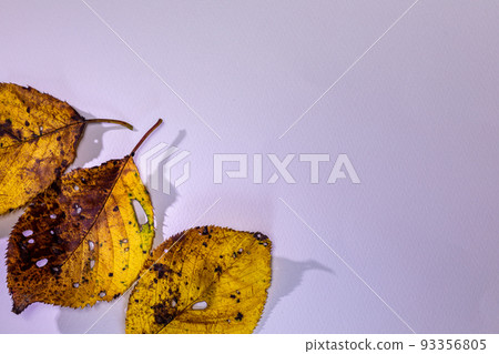 秋日陽光下書桌上的陰影，松果落葉和櫻花 93356805