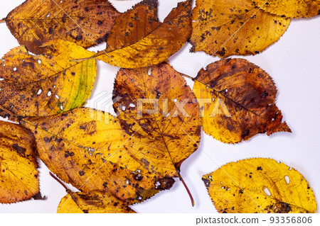 秋日陽光下書桌上的陰影，松果落葉和櫻花 93356806