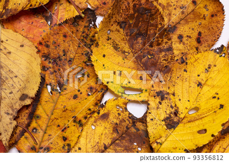 秋日陽光下書桌上的陰影，松果落葉和櫻花 93356812