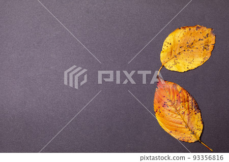 Shadows on the desk in the autumn sunshine, fallen leaves of pine cones and cherry blossoms Shadows on the desk in the autumn sunshine, fallen leaves of pine cones and cherry blossoms 93356816