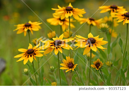 Clusters of yellow flowers blooming in the field 93357123