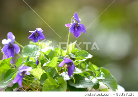 A violet blooming in the soft sunlight 93357125
