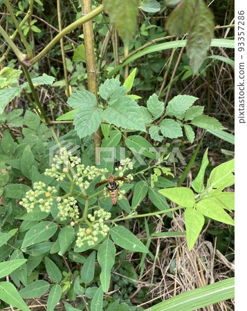 bee photo bee photo 93357286