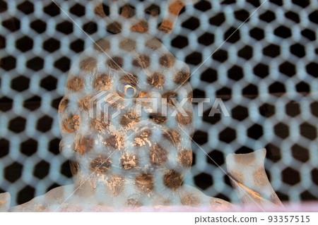 夏天44美濃三甲坊漫步(岐阜縣本棲郡北方町:圓興寺) 夏天44美濃三甲坊漫步(岐阜縣本棲郡北方町:圓興寺) 93357515