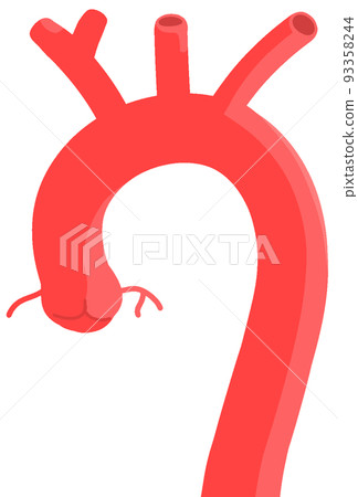 thoracic aorta 93358244