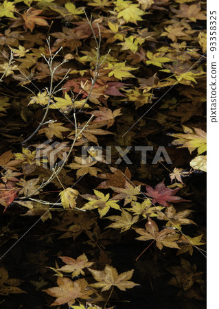 Three branches sticking out of the water surface and autumn leaves 93358325