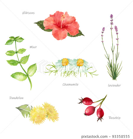 Set of herbs painted by watercolor Set of herbs painted by watercolor 93358555