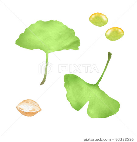 A set of ginkgo and ginkgo biloba drawn by watercolor A set of ginkgo and ginkgo biloba drawn by watercolor 93358556