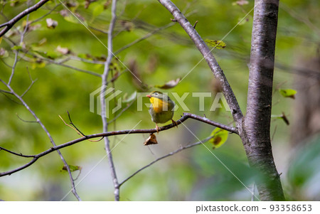 EOS5D.Hiroshima Shobara, Soushicho looking up. 93358653