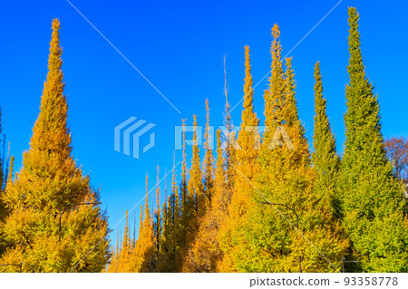 [Urban scenery of Tokyo] Scenery around Ginkgo trees in Gaien 93358778
