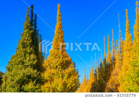 【東京的都市風景】外苑銀杏樹周圍的風景 93358779