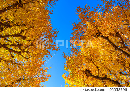 [Urban scenery of Tokyo] Scenery around Ginkgo trees in Gaien 93358796