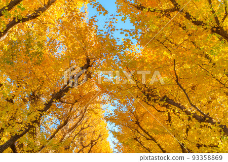 [Urban scenery of Tokyo] Scenery around Ginkgo trees in Gaien 93358869