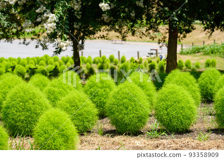 Green kokia Green kokia 93358909