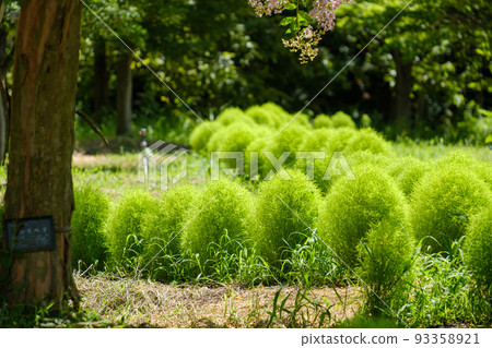 綠色科基亞 93358921