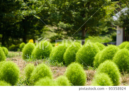 Green kokia 93358924