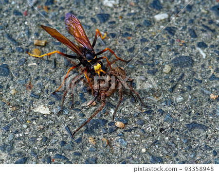 Wasp hunting spider 93358948