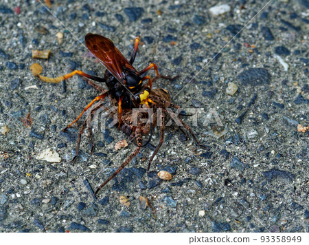 Wasp hunting spider 93358949