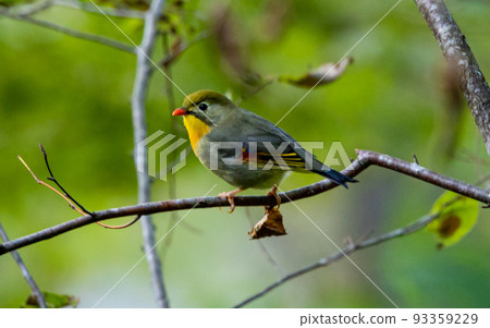 EOS5D.Hiroshima Shobara shoots magnified images without sacrificing image quality. 93359229