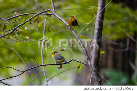 EOS5D.Hiroshima Shobara, Two-colored Physiotherapist. 93359562