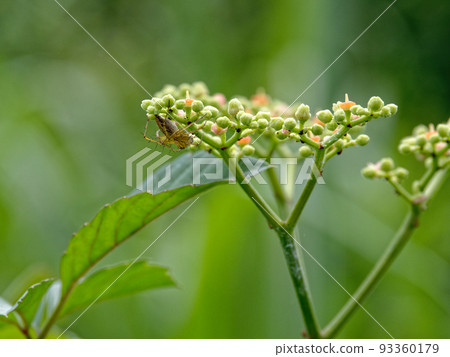 猞猁蜘蛛♀在芥菜花中等待獵物 93360179
