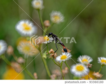 Honey-sucking Mikado wasp ♀ Honey-sucking Mikado wasp ♀ 93360180