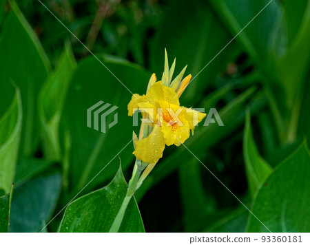 Yellow canna flowers 93360181