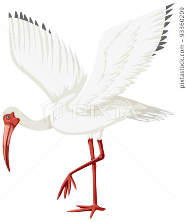 American white ibis isolated American white ibis isolated 93360209