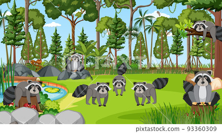 Raccoons in the forest scene Raccoons in the forest scene 93360309