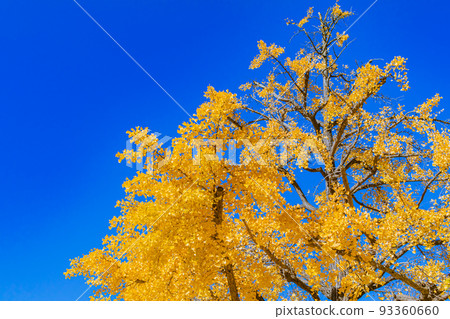 [東京的都市風景]丸之內和銀杏樹周圍 93360660