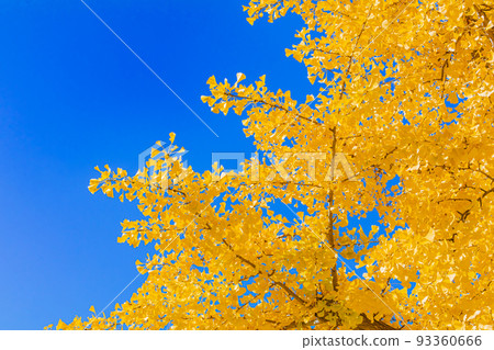 [東京的都市風景]丸之內和銀杏樹周圍 93360666