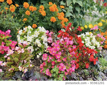 花壇中盛開的萬壽菊和秋海棠 93361201