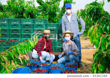 Farmers in masks posing near harvested sweet cherries in orchard Farmers in masks posing near harvested sweet cherries in orchard 93361384
