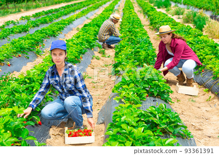 Team of farmers picking strawberry at farm Team of farmers picking strawberry at farm 93361391