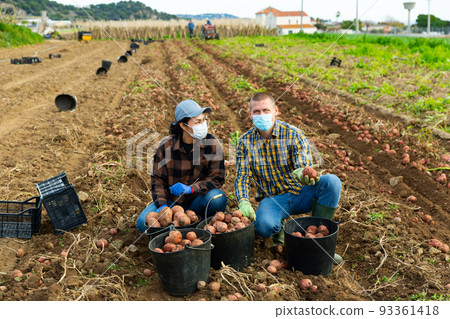 Farmers in protective mask posing on vegetable plantation near pile of bucket with picked potatoes 93361418
