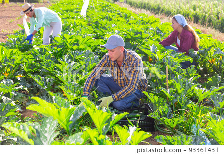 Two women and one man picking marrows Two women and one man picking marrows 93361431