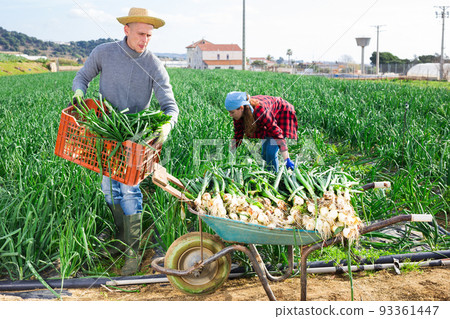 Farm family harvesting spring onions on vegetable plantation 93361447