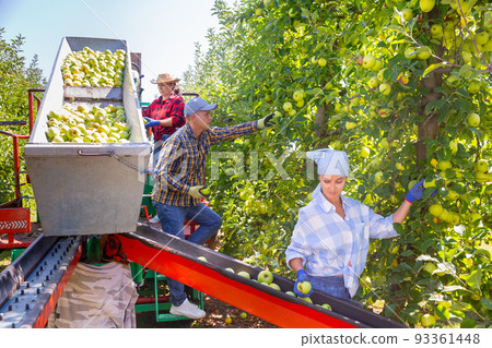 Farmers working on harvesting platform, picking apples Farmers working on harvesting platform, picking apples 93361448